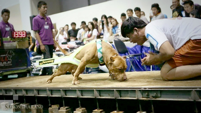 Focus shifts to Thai breeds in this year’s dog show Focus shifts to Thai breeds in this year’s dog show