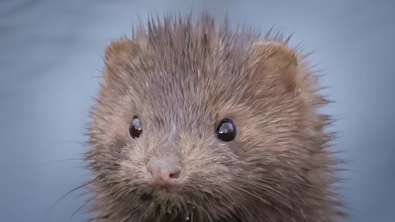 U.K. hits Denmark with quarantine after covid mink mutation U.K. hits Denmark with quarantine after covid mink mutation