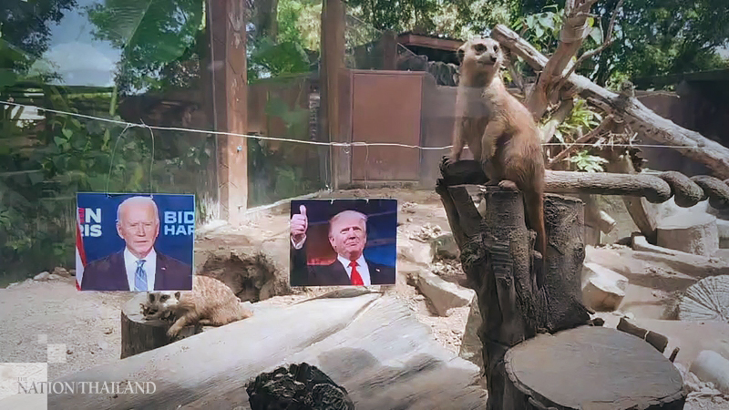 Songkhla meerkats pick Biden to win US presidency Songkhla meerkats pick Biden to win US presidency