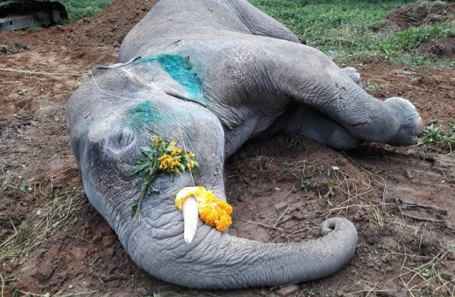Elephant that died of injuries had 15 bullets in its body Elephant that died of injuries had 15 bullets in its body