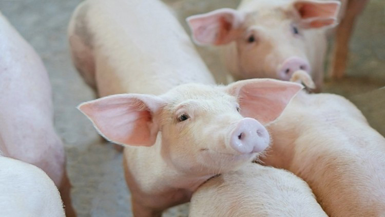 Export of pig, chickens hits a high this year thanks to Thailand’s food safety practices Export of pig, chickens hits a high this year thanks to Thailand’s food safety practices