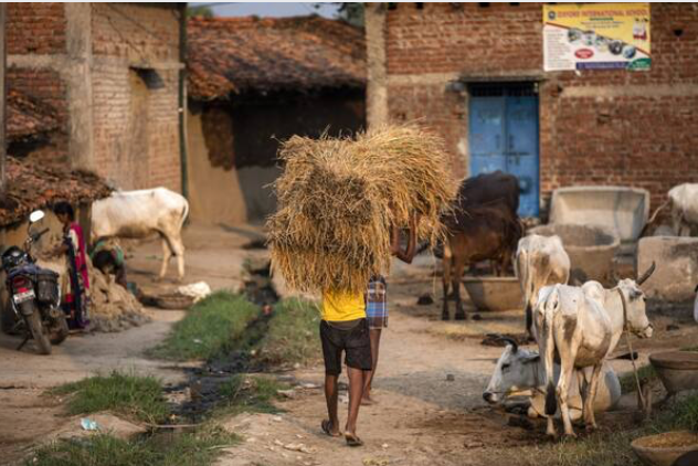 Virus-ravaged India bets on poor farmers to rescue economy Virus-ravaged India bets on poor farmers to rescue economy
