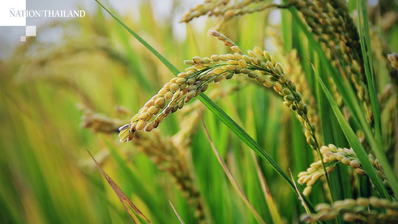 Cabinet okays price-guarantee scheme for rice farmers Cabinet okays price-guarantee scheme for rice farmers