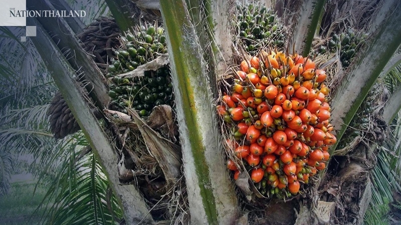Palm oil price surging as virus retreats Palm oil price surging as virus retreats