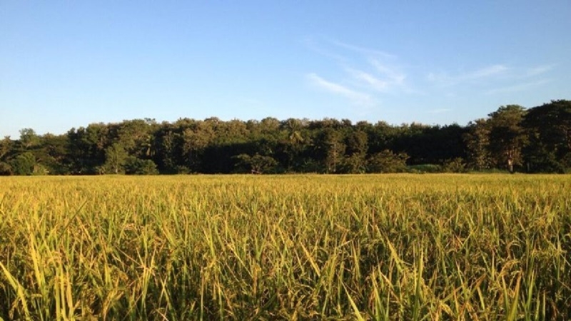 Agriculture and Cooperatives Ministry sees good harvest once Biden takes over Agriculture and Cooperatives Ministry sees good harvest once Biden takes over