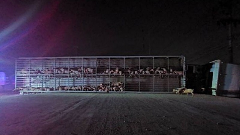 Hundreds of pigs squashed to death in grisly Pathum Thani road accident Hundreds of pigs squashed to death in grisly Pathum Thani road accident