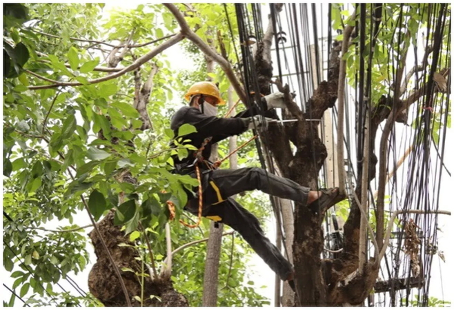 MEA provides tree-trimming course to staff for safety and better landscaping MEA provides tree-trimming course to staff for safety and better landscaping
