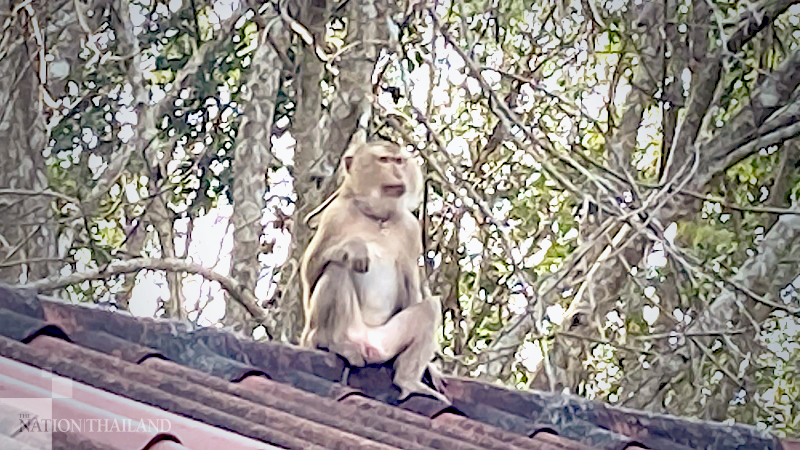 Surat Thani man launches hunt for owner of mysterious macaque Surat Thani man launches hunt for owner of mysterious macaque