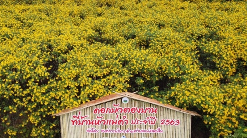 Visitors flock as Chiang Rai mountain turns yellow