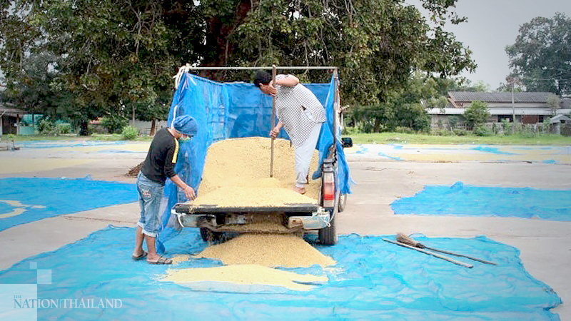 Farmers overwhelmed by losses as price of rice falls to just Bt6 per kilo Farmers overwhelmed by losses as price of rice falls to just Bt6 per kilo