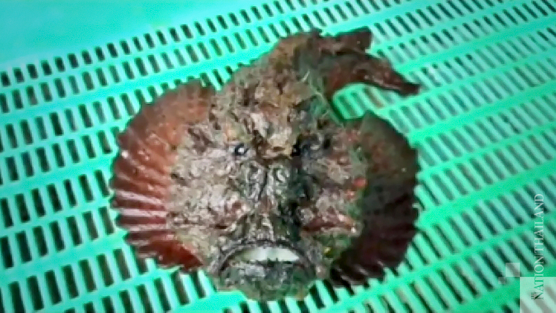 Video of rare toadfish in Krabi piques interest of netizens Video of rare toadfish in Krabi piques interest of netizens