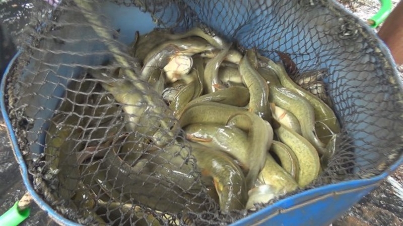 Cool weather a threat to fish in parts of the country Cool weather a threat to fish in parts of the country