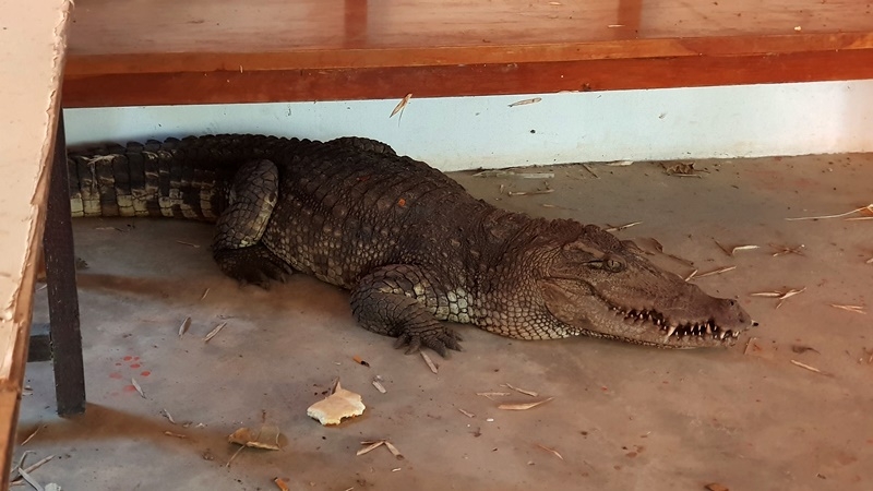 Pet crocodile escapes pond to enter temple, but surrenders meekly Pet crocodile escapes pond to enter temple, but surrenders meekly