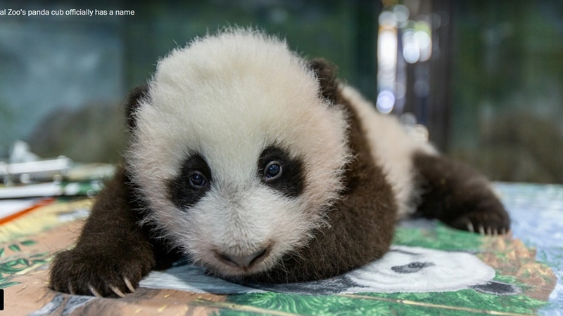 Baby panda at National Zoo is named Xiao Qi Ji Baby panda at National Zoo is named Xiao Qi Ji