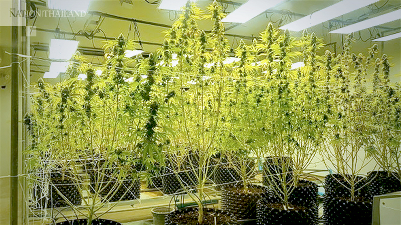 Ministry allows use of some parts of hemp, cannabis plants, but recreational use still banned Ministry allows use of some parts of hemp, cannabis plants, but recreational use still banned