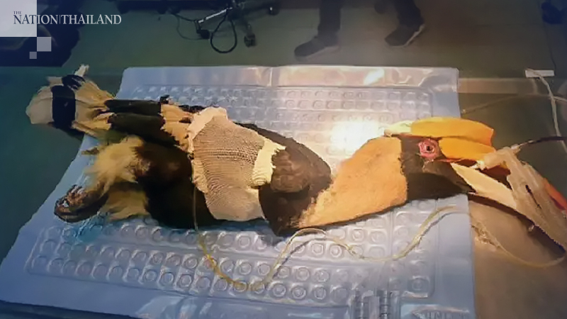Rescued hornbill succumbs to injuries Rescued hornbill succumbs to injuries