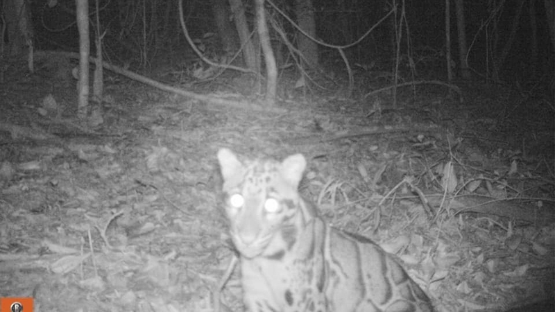 Endangered clouded leopard spotted in Si Sa Ket Endangered clouded leopard spotted in Si Sa Ket