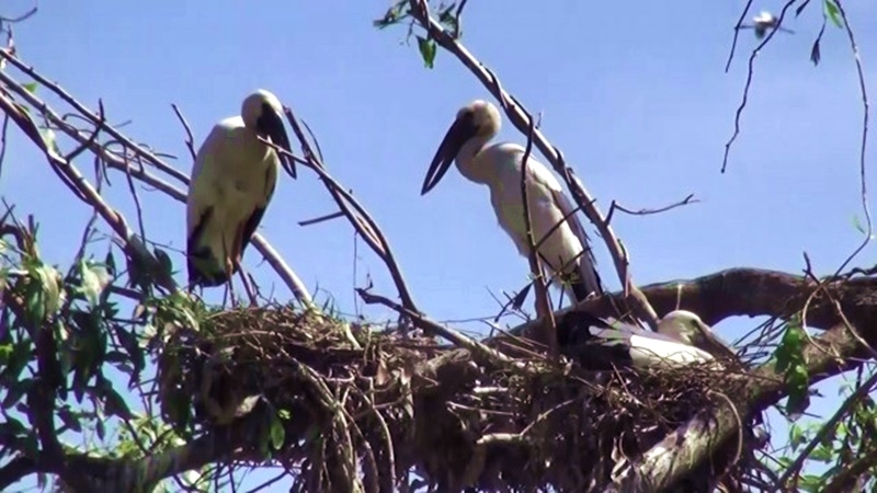 Thousands of birds find home in Buriram after fleeing Siberian winter Thousands of birds find home in Buriram after fleeing Siberian winter