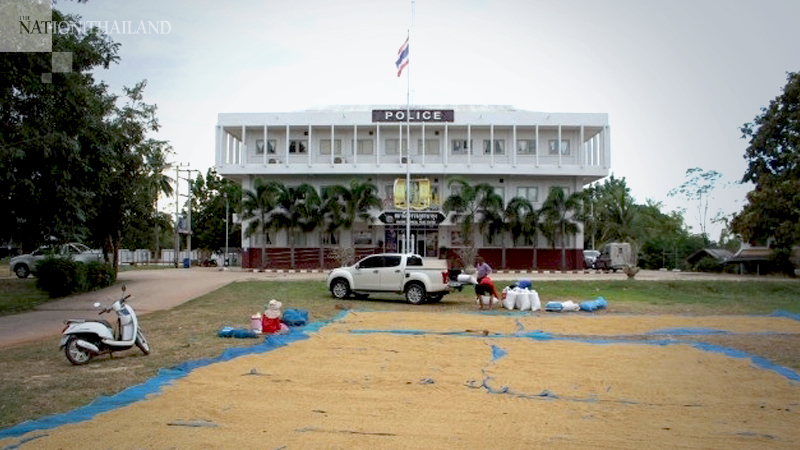 Kalasin, Korat farmers find safe sites for drying their paddy Kalasin, Korat farmers find safe sites for drying their paddy