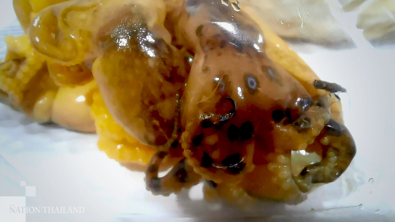 People warned against eating venomous blue-ring octopus People warned against eating venomous blue-ring octopus