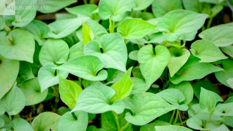 Cancer institute warns people against blindly believing internet posts on herbal cure Cancer institute warns people against blindly believing internet posts on herbal cure