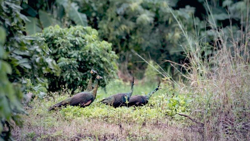 Experts to map population of birds as peafowl numbers exceed estimate by 10 times Experts to map population of birds as peafowl numbers exceed estimate by 10 times