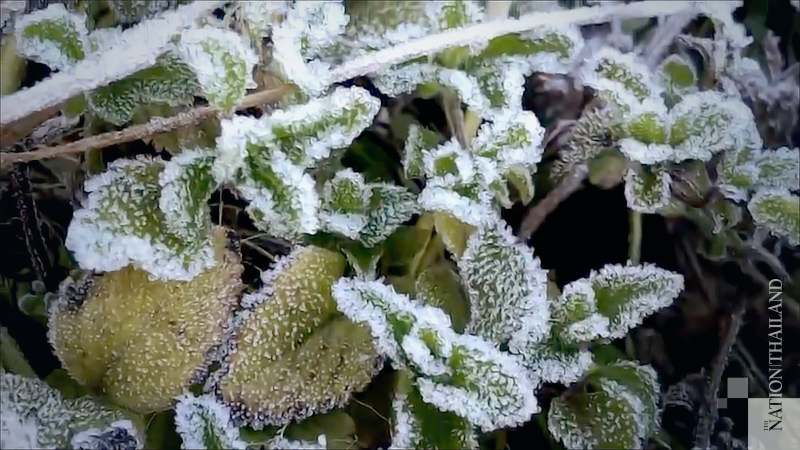 Winter is here and so is frost in Chiang Mai Winter is here and so is frost in Chiang Mai