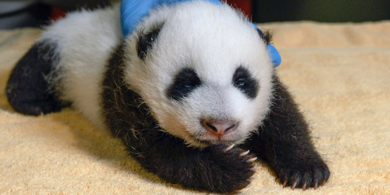 National Zoo's giant pandas will head to China in three years National Zoo's giant pandas will head to China in three years