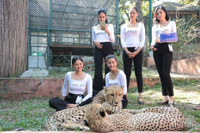 Beauties cosy up to beasts in Chiang Mai Beauties cosy up to beasts in Chiang Mai