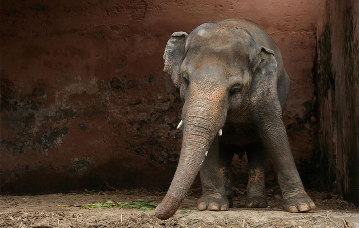 Kaavan has spent nearly a decade alone. (Photo: Reuters)