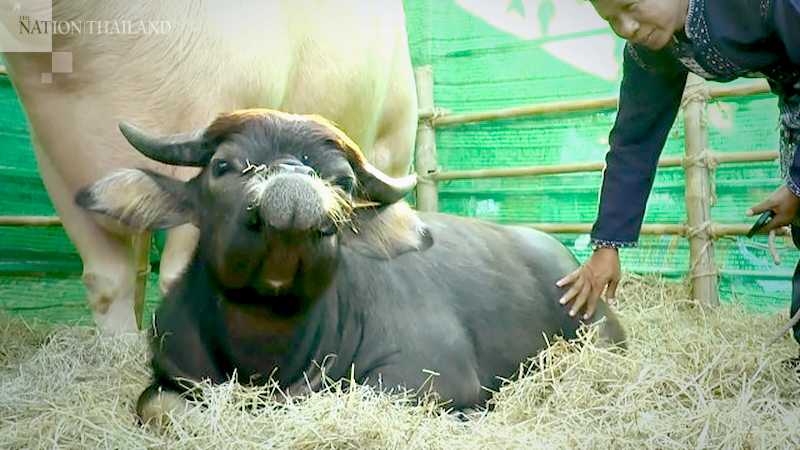 Pug-faced buffalo becomes a star in Uthai Thani Pug-faced buffalo becomes a star in Uthai Thani