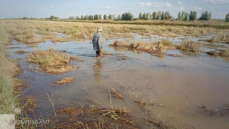 Farmers struggle to sell rice salvaged from flooded farms Farmers struggle to sell rice salvaged from flooded farms
