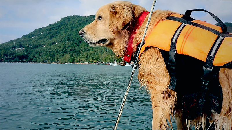 How two green pets have won the hearts of visitors to Koh Tao How two green pets have won the hearts of visitors to Koh Tao