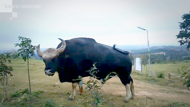 Unexpected guest greets campers in Nakhon Ratchasima Unexpected guest greets campers in Nakhon Ratchasima