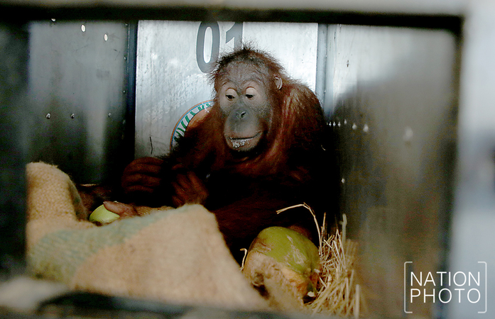 Smuggled orangutans Natalie and Aung-Ing finally head home Smuggled orangutans Natalie and Aung-Ing finally head home