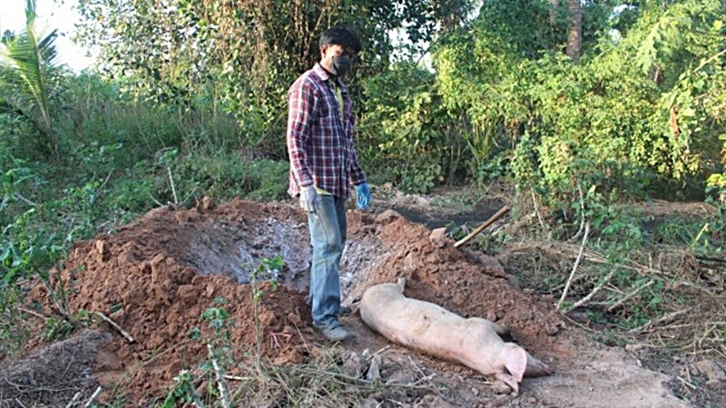 Mystery disease killing pigs in Korat Mystery disease killing pigs in Korat