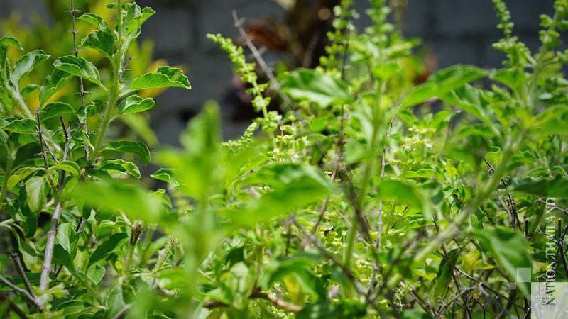 Holy basil no defence against Covid, say health officials Holy basil no defence against Covid, say health officials