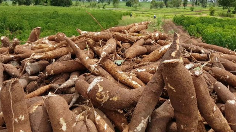 Trilateral meeting discusses ways to shore up falling tapioca price Trilateral meeting discusses ways to shore up falling tapioca price