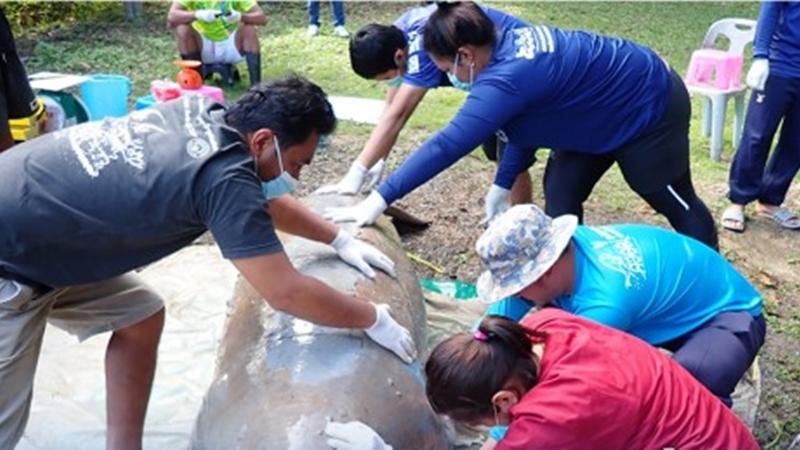 Deaths of Thai dugongs ring alarm bells in govt Deaths of Thai dugongs ring alarm bells in govt