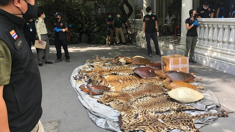 Remains of rare animals confiscated from high-end Sukhumvit hotel Remains of rare animals confiscated from high-end Sukhumvit hotel