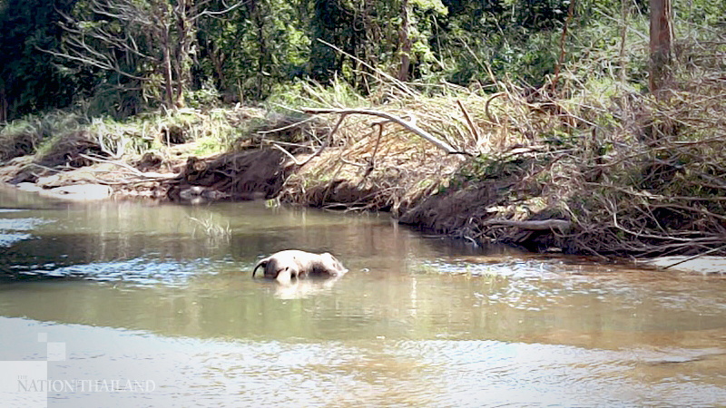 Baby elephant found dead in Thap Lan National Park Baby elephant found dead in Thap Lan National Park
