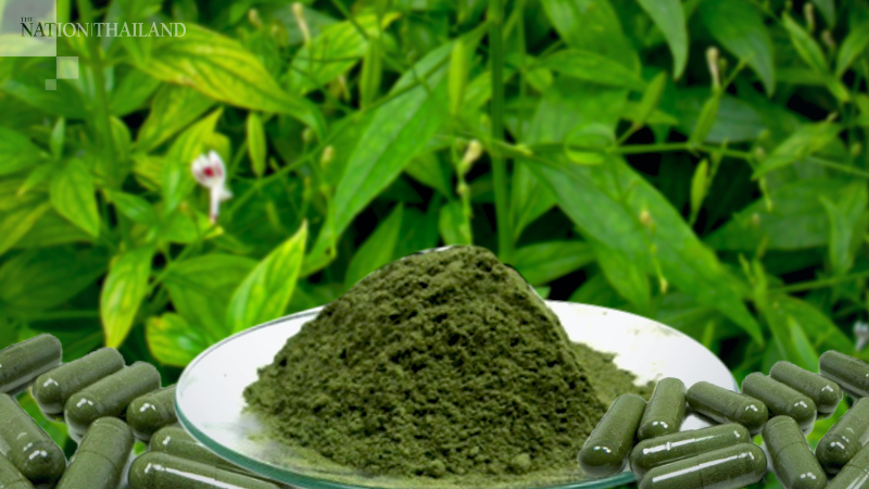 Traditional cold medicine, Fah Talai Jone, to be used on Covid patients in five hospitals Traditional cold medicine, Fah Talai Jone, to be used on Covid patients in five hospitals