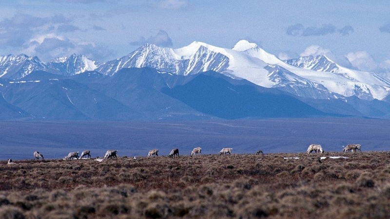 The coastal plain of the Arctic National Wildlife Refuge, with the Brooks Range as a backdrop. MUST CREDIT: U.S. Fish & Wildlife Service photo
