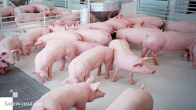 Swine farmers groan under weight of rising costs Swine farmers groan under weight of rising costs