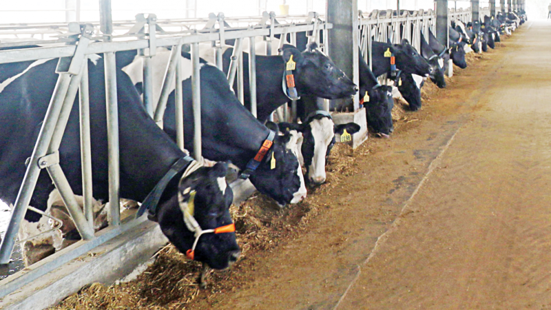 Bangladesh gets its first fully-automated dairy farm Bangladesh gets its first fully-automated dairy farm
