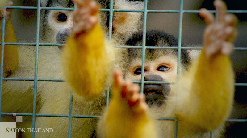 Illegal wildlife trade finds a new marketplace—social media Illegal wildlife trade finds a new marketplace—social media