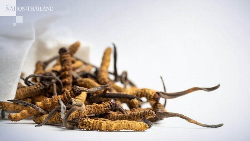 Doctors warn high doses of Chong Cao can cause kidney failure Doctors warn high doses of Chong Cao can cause kidney failure