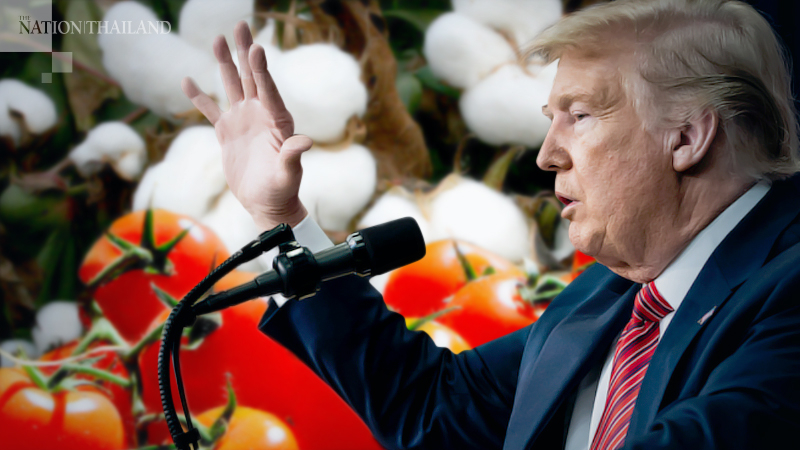Trump administration bans imports of cotton and tomatoes from China's Xinjiang region, citing forced labor Trump administration bans imports of cotton and tomatoes from China's Xinjiang region, citing forced labor