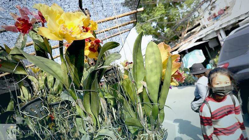 For the love of greenery For the love of greenery