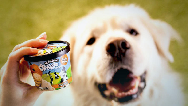 Ice cream for dogs? Even pets are eating their pandemic feelings. Ice cream for dogs? Even pets are eating their pandemic feelings.